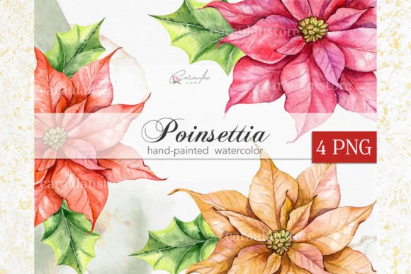 Download Christmas Poinsettia Flower Watercolor - Poinsettia Collection